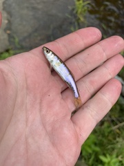 Cyprinella spiloptera