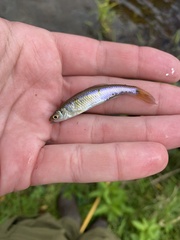 Cyprinella spiloptera