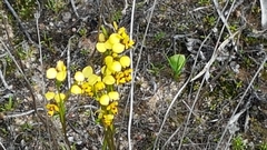 Diuris