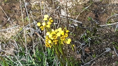 Diuris