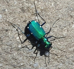 Cicindela sexguttata