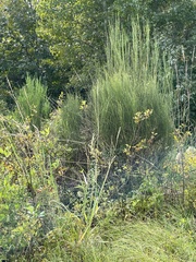 Cytisus scoparius