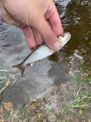 Semotilus corporalis