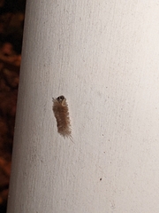Phaegopterina