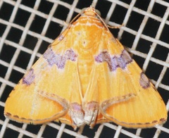 Eulepidotis hermura