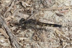 Erythrodiplax minuscula