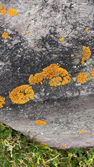 Candelariaceae