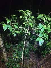 Celtis conferta amblyphylla