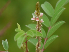 Indigofera astragalina