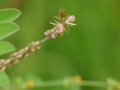 Indigofera astragalina