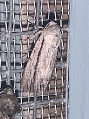Catabenoides
