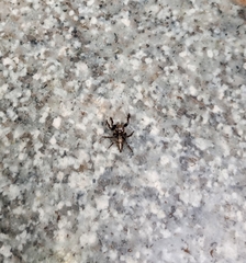 Hyllus