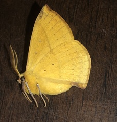 Anthela acuta