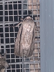 Catabenoides