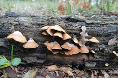 Crepidotus calolepis