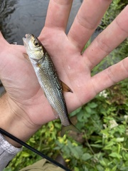 Semotilus corporalis