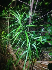 Lilium formosanum