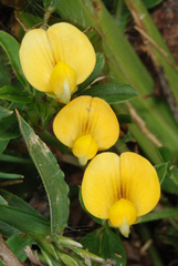Stylosanthes biflora