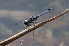 Erythrodiplax minuscula