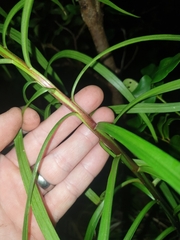 Lilium formosanum