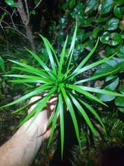 Lilium formosanum