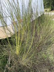 Cytisus scoparius