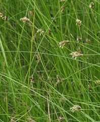 Carex inversa