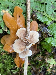Crepidotus variabilis