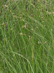 Carex inversa