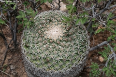 Mammillaria grusonii