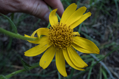 Arnica mollis