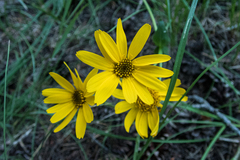 Arnica mollis