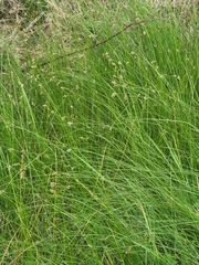 Carex inversa