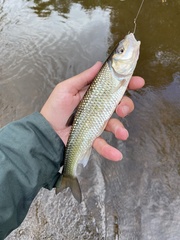 Semotilus corporalis