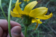 Arnica mollis