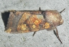 Papaipema impecuniosa