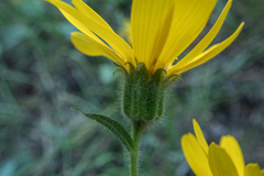 Arnica mollis