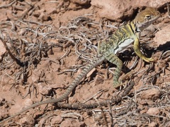Crotaphytus collaris