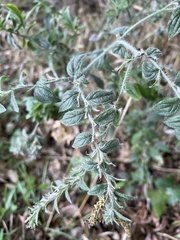 Lithospermum bejariense