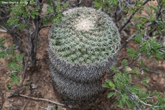 Mammillaria grusonii