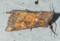 Papaipema impecuniosa
