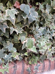 Hedera algeriensis