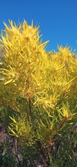 Leucadendron eucalyptifolium