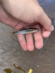 Semotilus corporalis