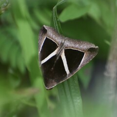 Chalciope mygdon