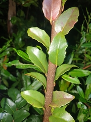 Xylosma maidenii