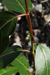 Populus laurifolia