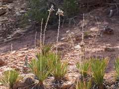 Yucca angustissima