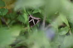 Chalciope mygdon