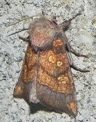 Papaipema impecuniosa